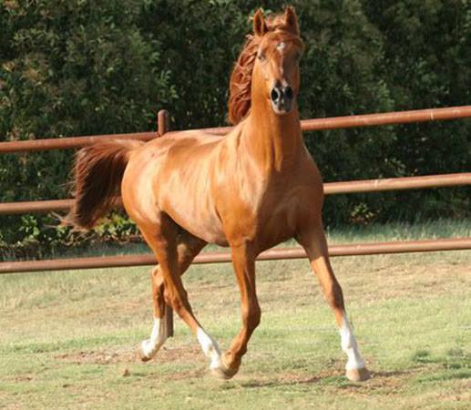 Caspian Horse